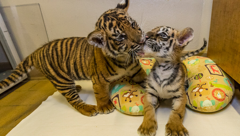 Meet the newborn tiger cubs 