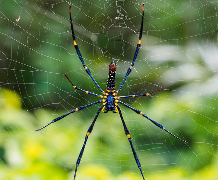 Spider from Ishigaki, Japan