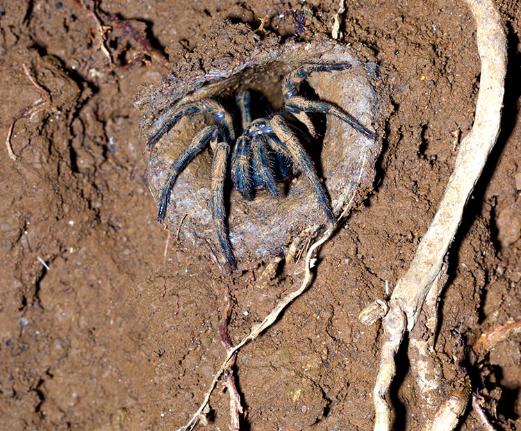 trapdoor spider at entrance to her tunnel