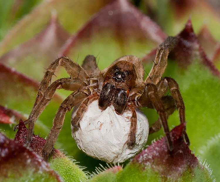 Wolf spider with eggs