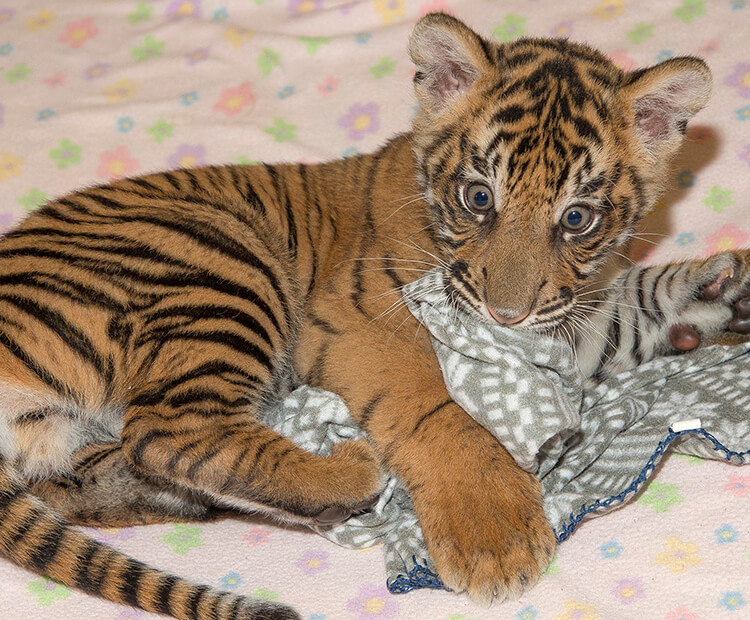 bengal tiger newborn cubs