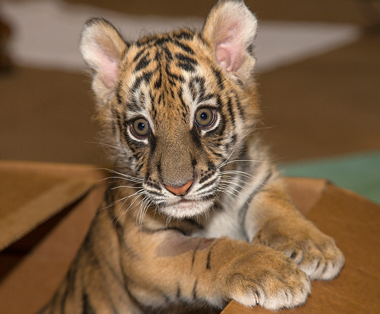 Tiger cub in box