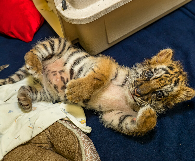 tiger cubs playing with cat