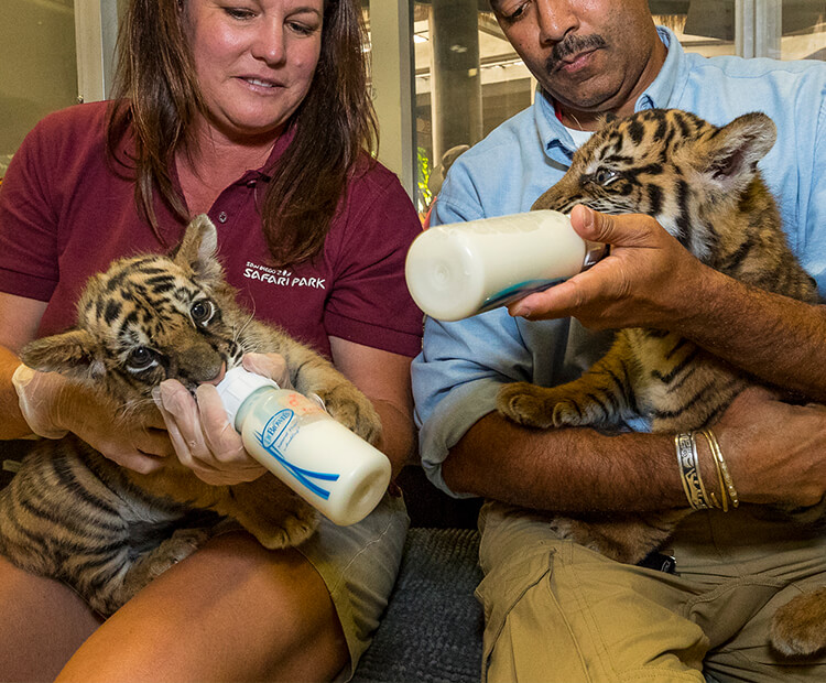 baby tiger cubs being bottle fed