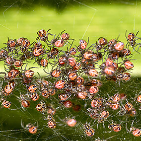 A mass of tiny baby spider hatchlings