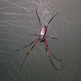 orb-weaver spider on web