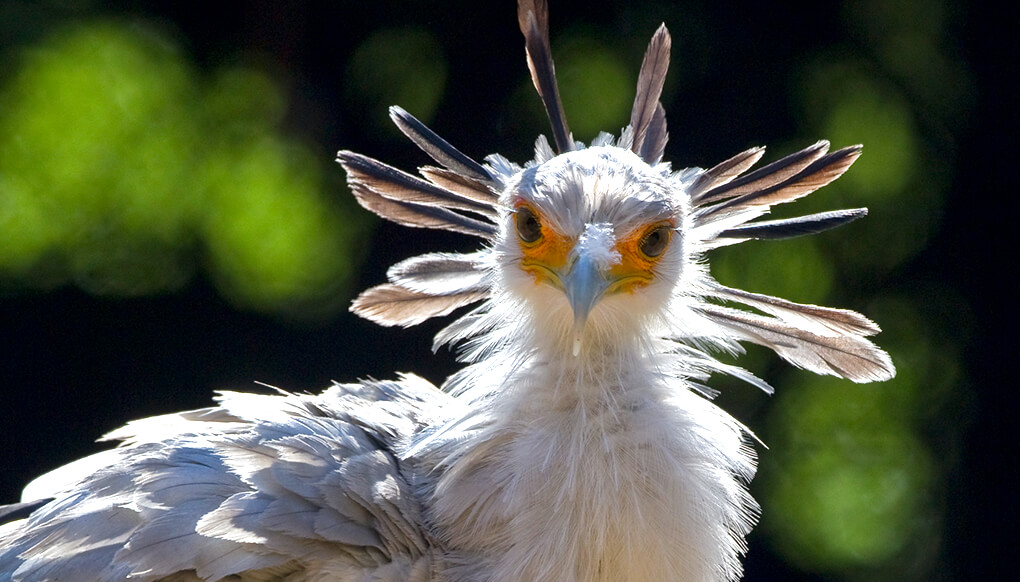 Secretary bird looking straight at the camera