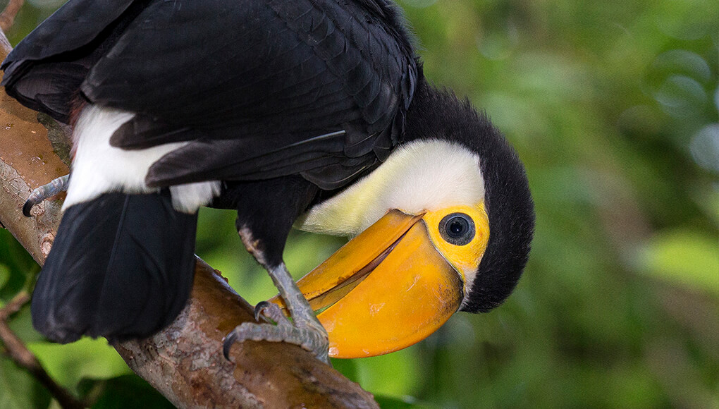 Toco toucan chick 