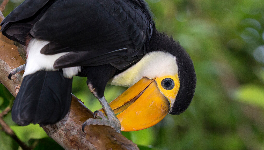 toco toucan habitat