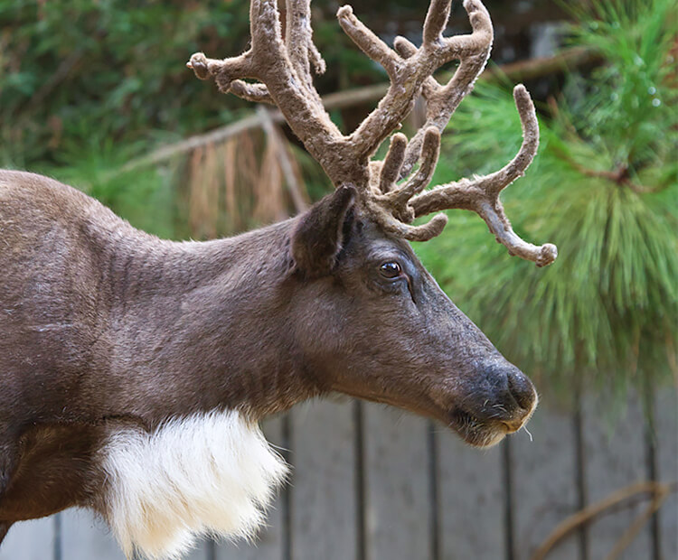 reindeer caribou