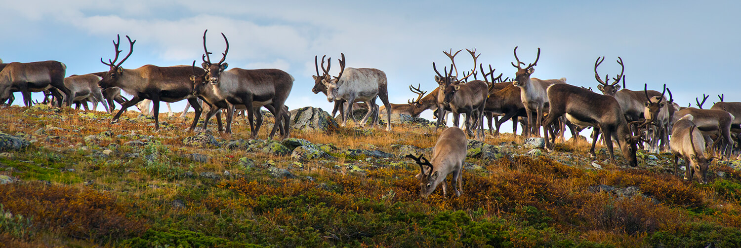 Herd of reindeer on a springtime tundra hillside