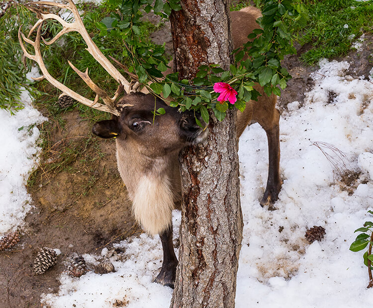 Reindeer nibbling on leaf wreath as it stands in snow