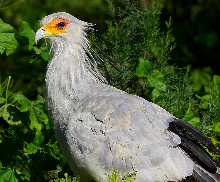 Secretary bird roosting in a tree