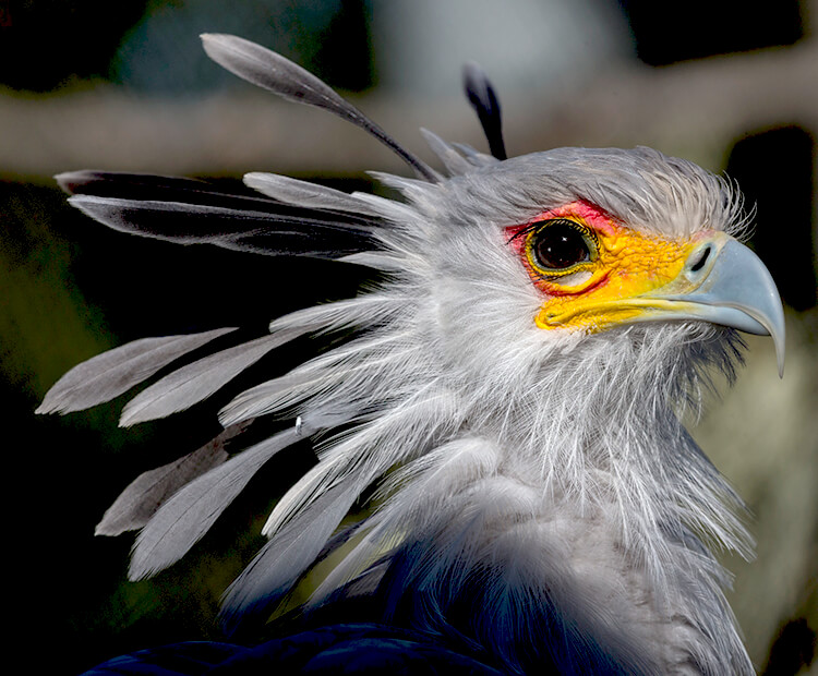 Secretary bird, facts and photos