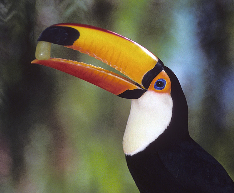 Toco toucan eating grape
