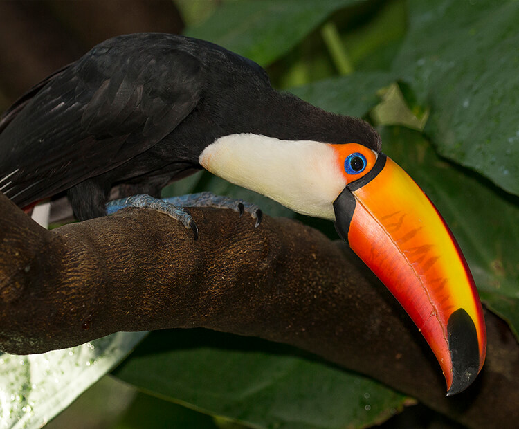 Toco toucan mother bird sitting on a tree branch