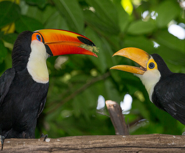 toco toucan habitat