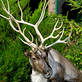Large reindeer antlers