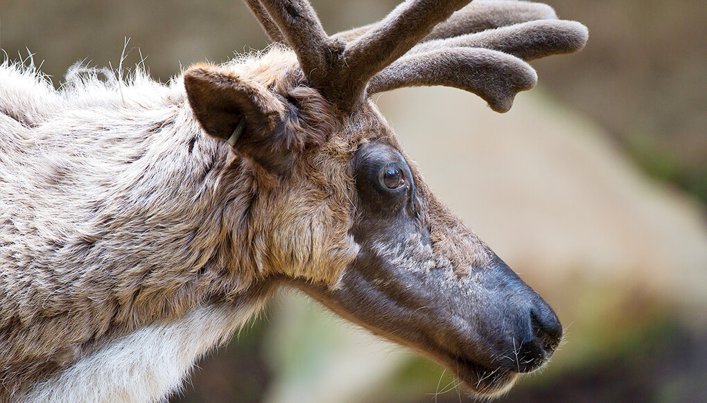 Reindeer in profile