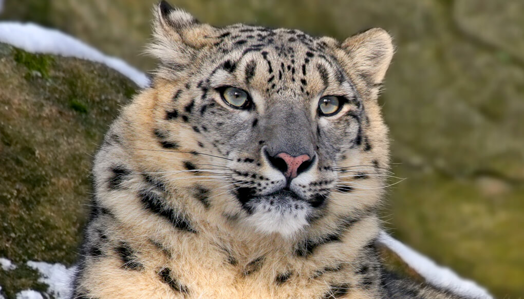 Snow leopard sitting on a snow-covered rock cliff