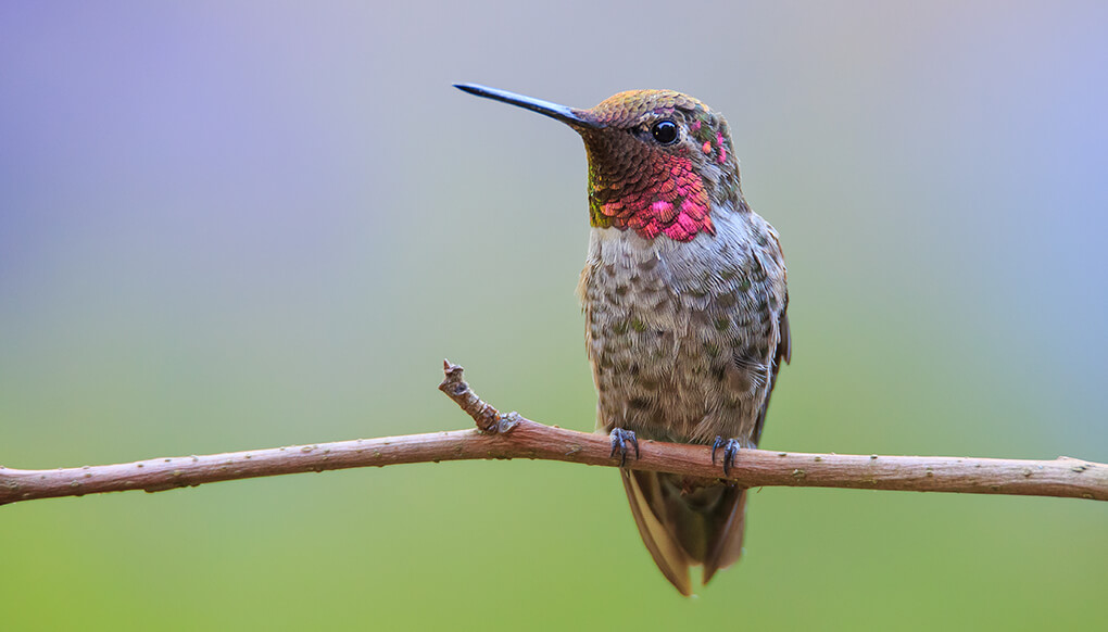 Male Anna's hummingbird perched on a small branch