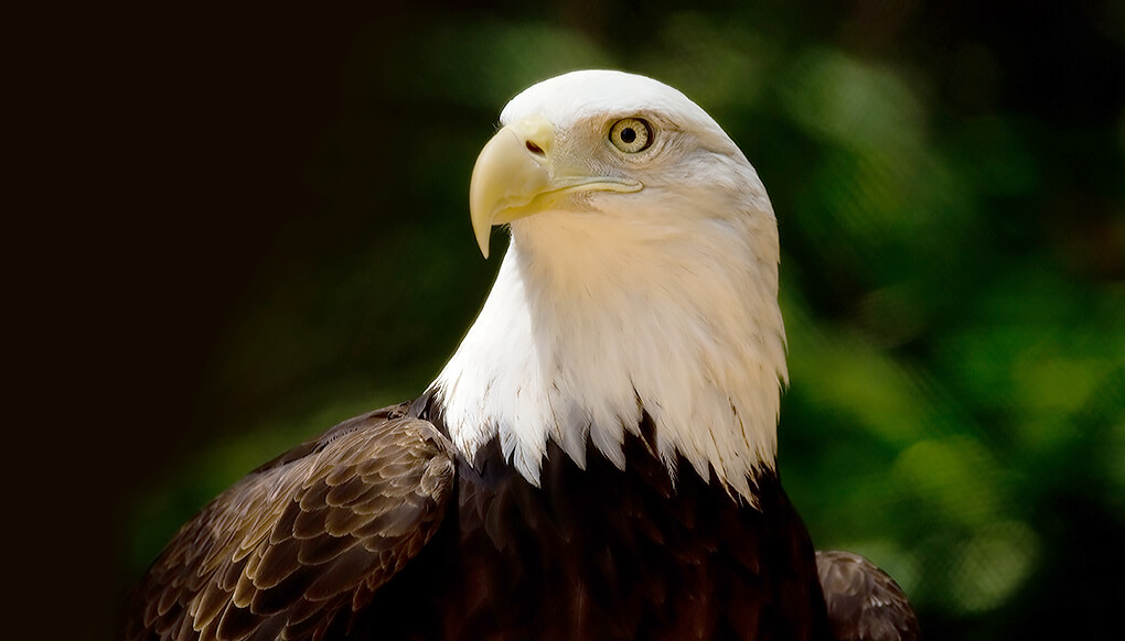 Bald eagle looking left in front of a green leafy background