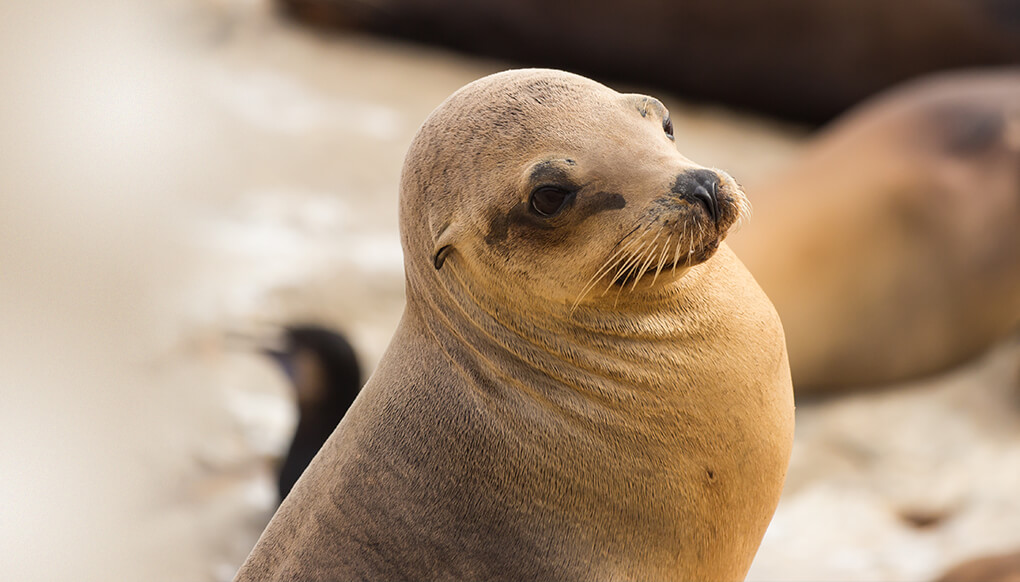 California sea lion San Diego Zoo Wildlife Explorers 