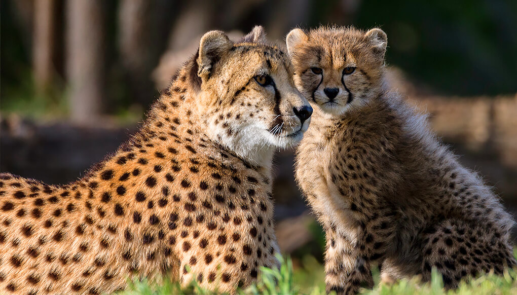 Mother cheetah laying in grass with cub