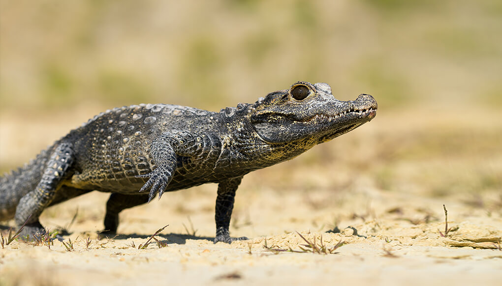 African dwarf crocodile walking on sand dotted with crab grass