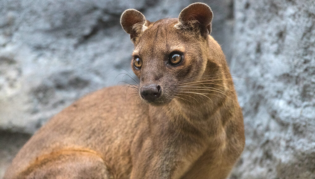 Adult fossa looking off to the left, standing in front of rocky wall.