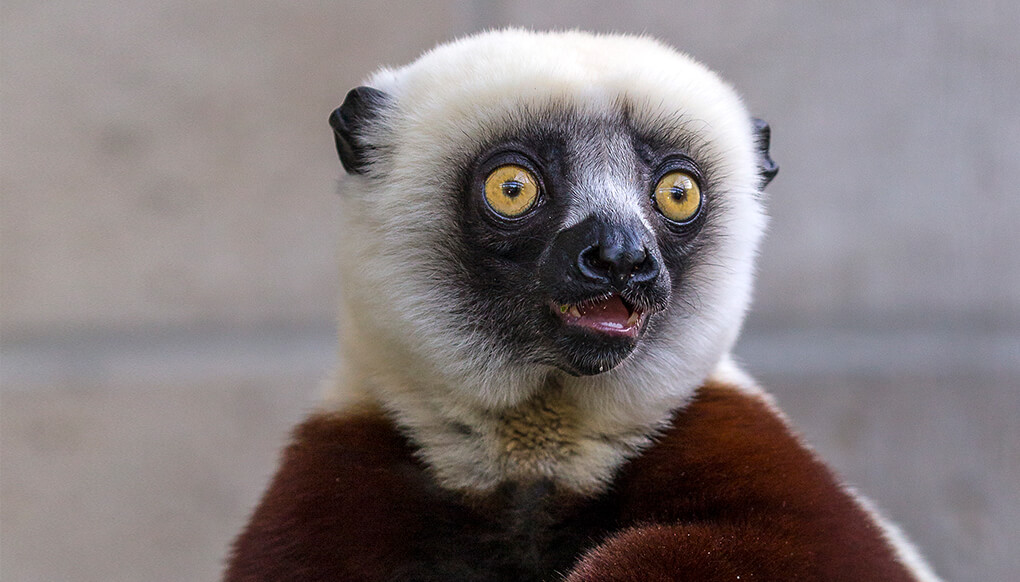 Cockerel's sifaka with mouth sightly agape