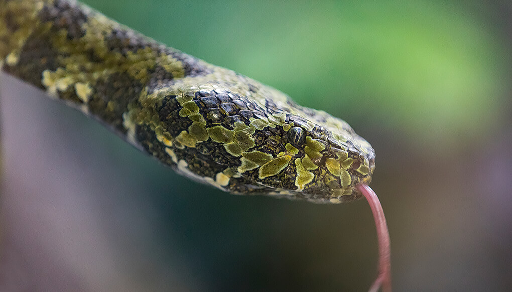 Close-up of a Man Mountain pit viper with it's pink tongue flicking 