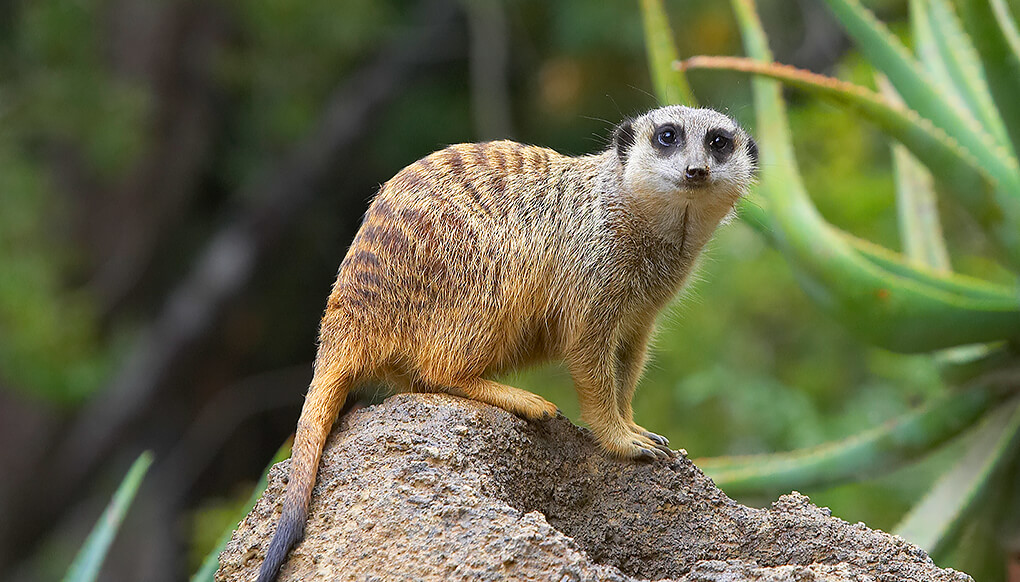 A meerkat stands on all fours on a dirt mound, looking at the camera