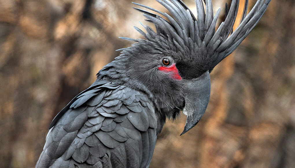 Black Palm Cockatoo gang gang Cockatoo