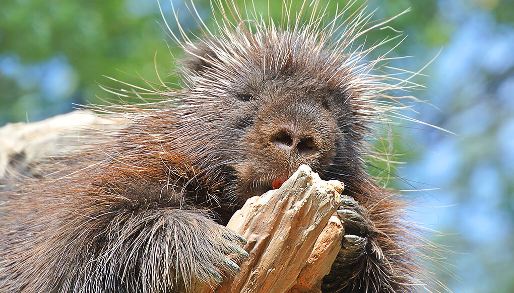 North American porcupine holding onto a piece of gnawed wood