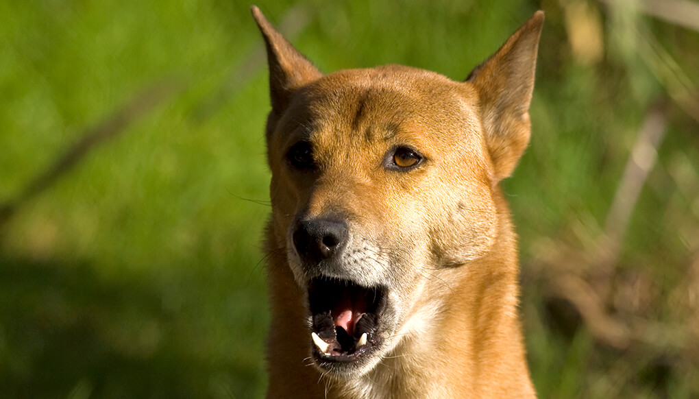 New guinea singing dog with mouth open in a howl