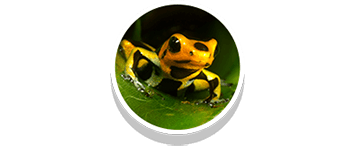 poison frog