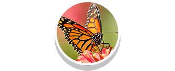 19 Fascinating Butterfly Facts – San Diego Zoo Wildlife Alliance Stories