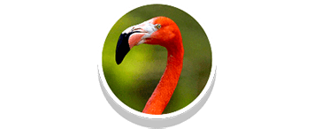 flamingo