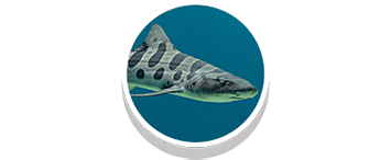 leopard shark