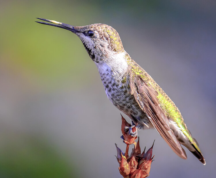 Anna's hummingbird with beak slightly open as it chirps