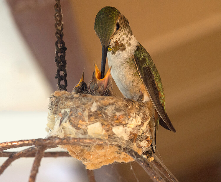 Mother Anna's hummingbird feeding hatchlings