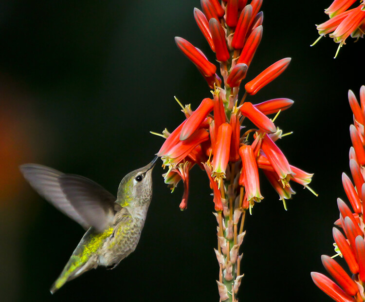 Female Anna's hummingbird feeding from aloe flower