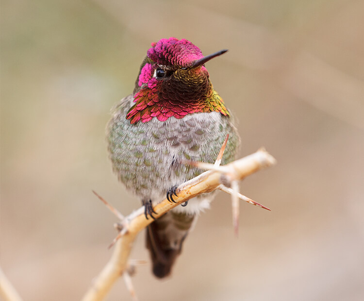 Male Anna's hummingbird