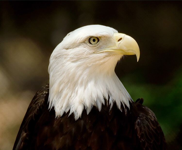 Close-up of a bar eagle's face as it looks right