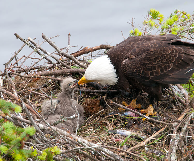 A blad eagle parent feeds fish to it's two young chicks as they sit in their large nest