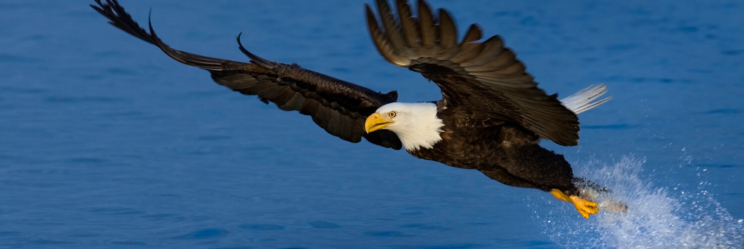 Bald eagle grabbing a fish from water as it swoops down