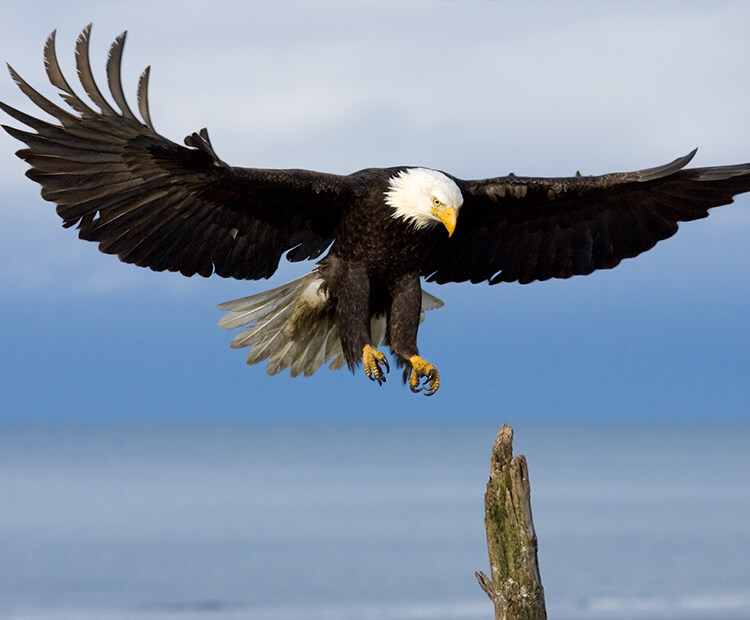 Bald eagle with wings outstretched as it comes in for a landing on a branch sticking out of a lake
