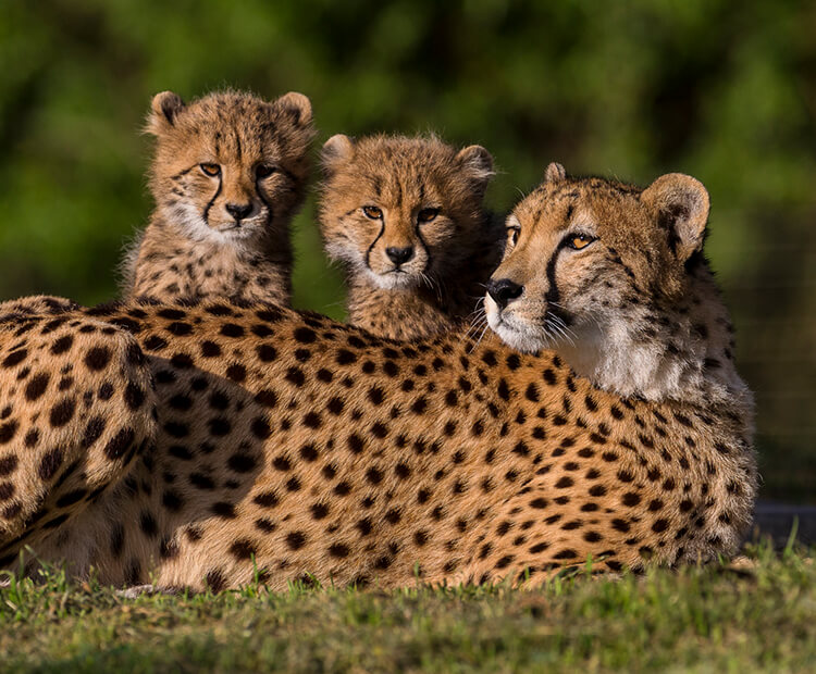 Cheetah mom with two cubs