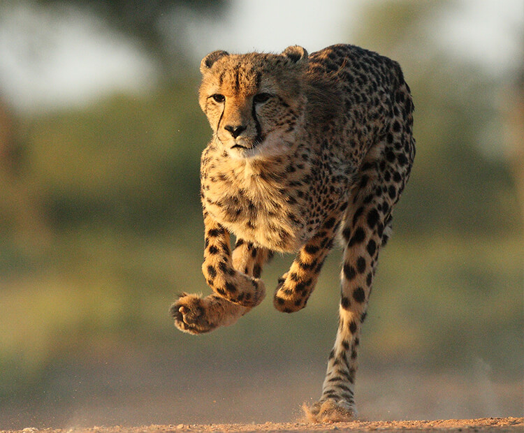 Cheetah running